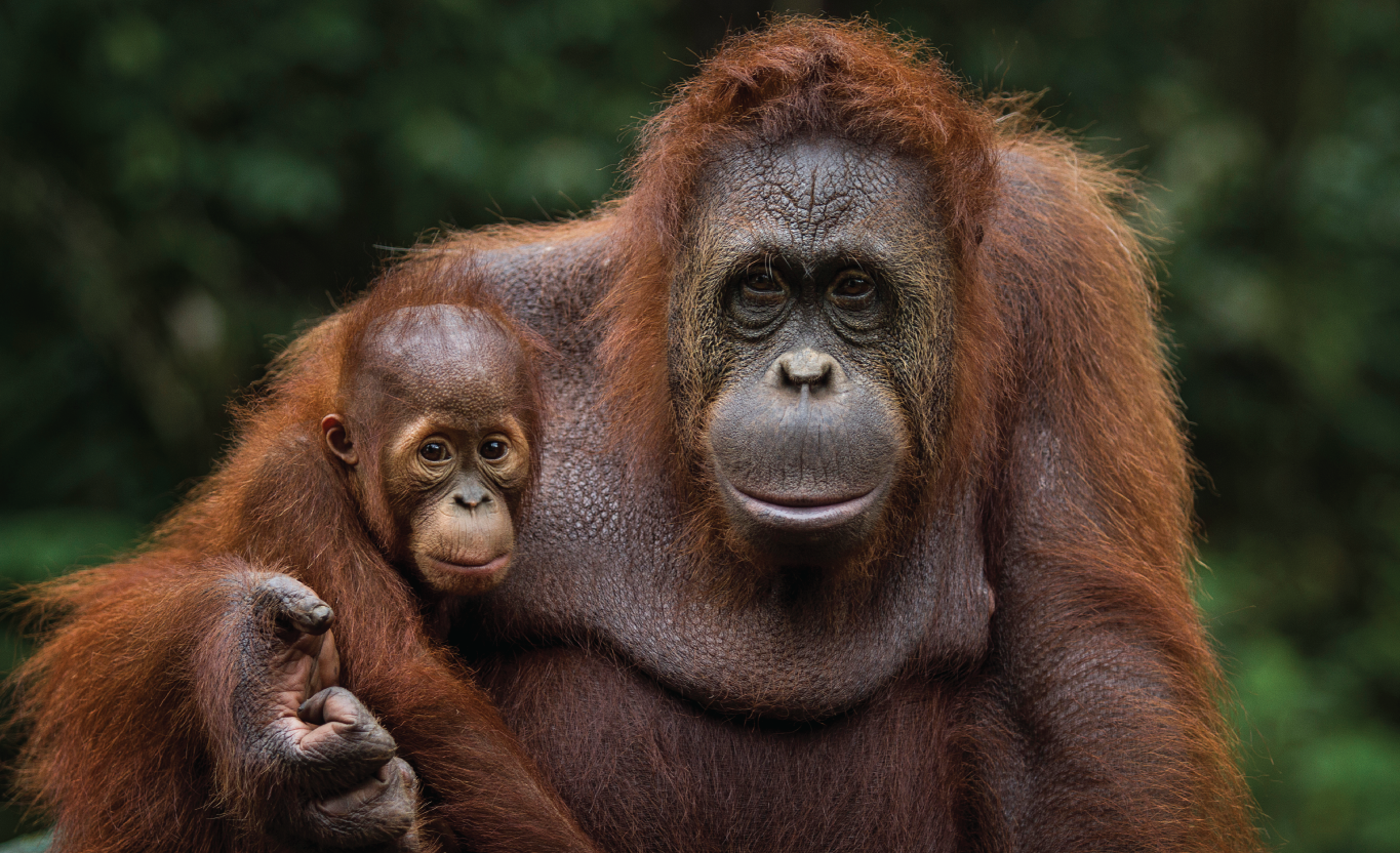 Why choosing Palm Oil Free skincare is more sustainable and ethical