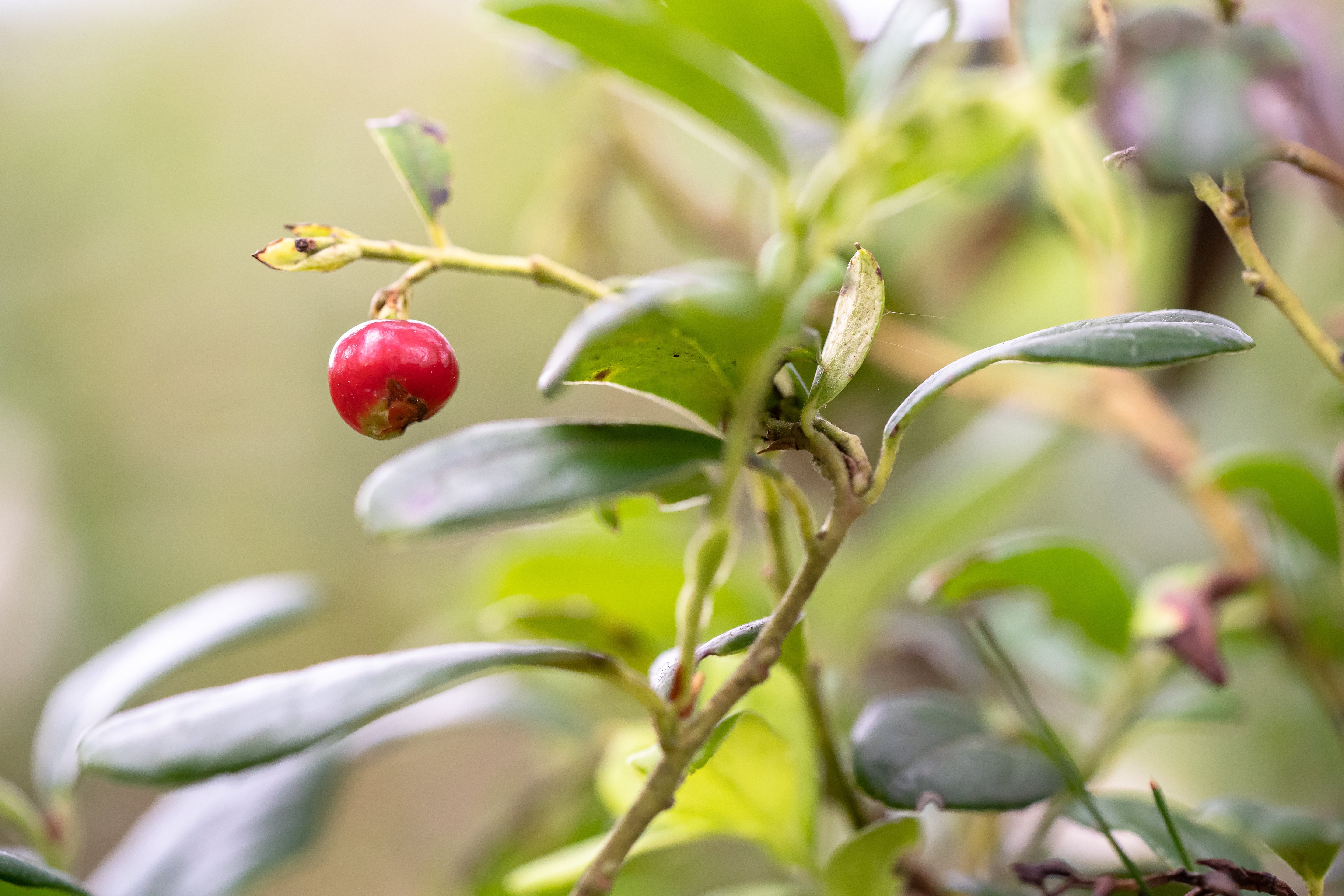 Why anti-ageing scientists are studying this Australian super seed
