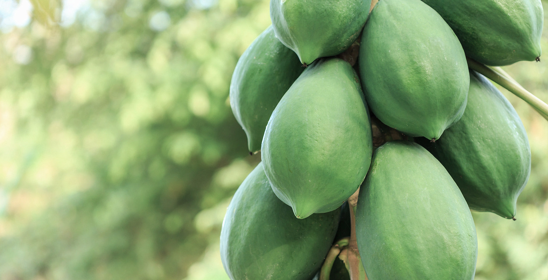 Boost your natural immunity with this superfood