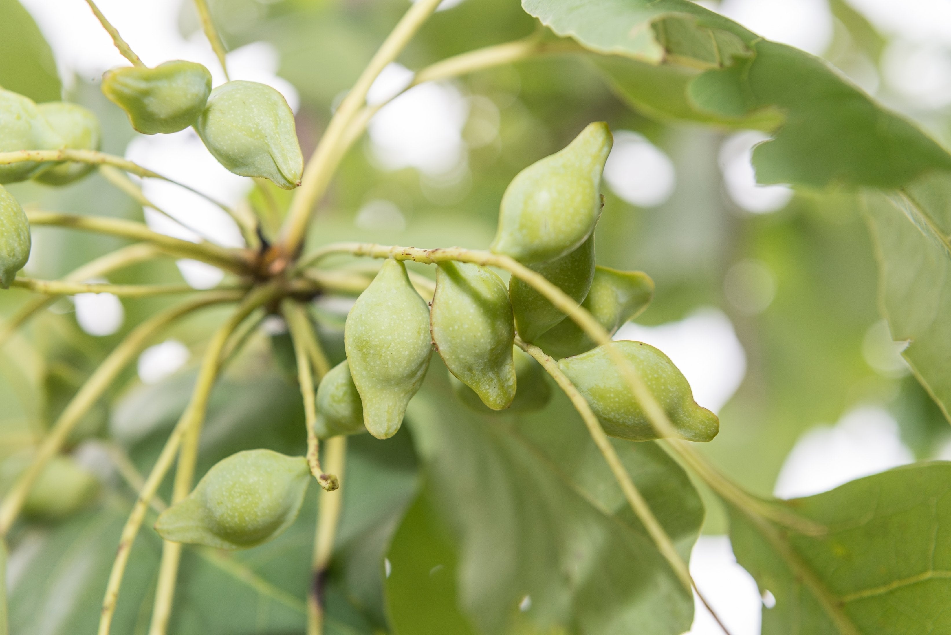 Are you missing out on the incredible benefits of Kakadu Plum?