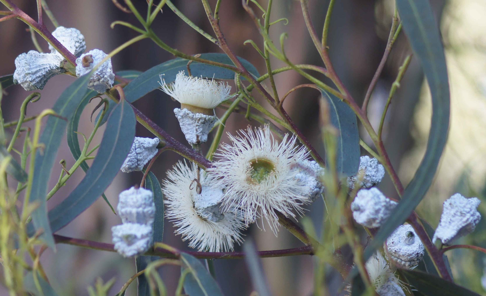 Native Blue Gum: A Skin Healing Saviour