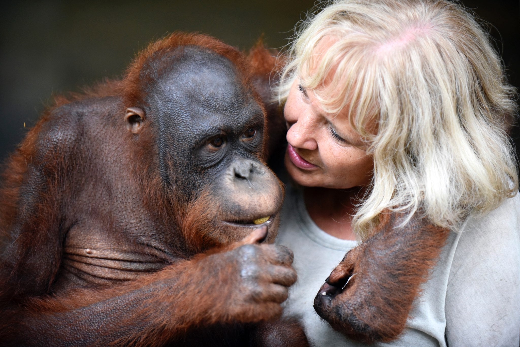 KOBE STEELE: A QUEST TO SAVE THE ORANGUTANS