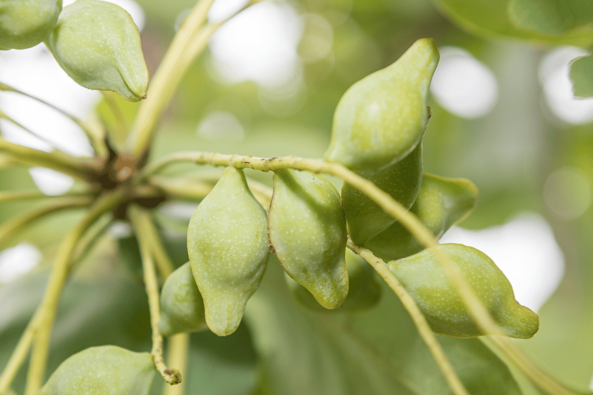 Kakadu Plum: Nature's Most Potent Vitamin C