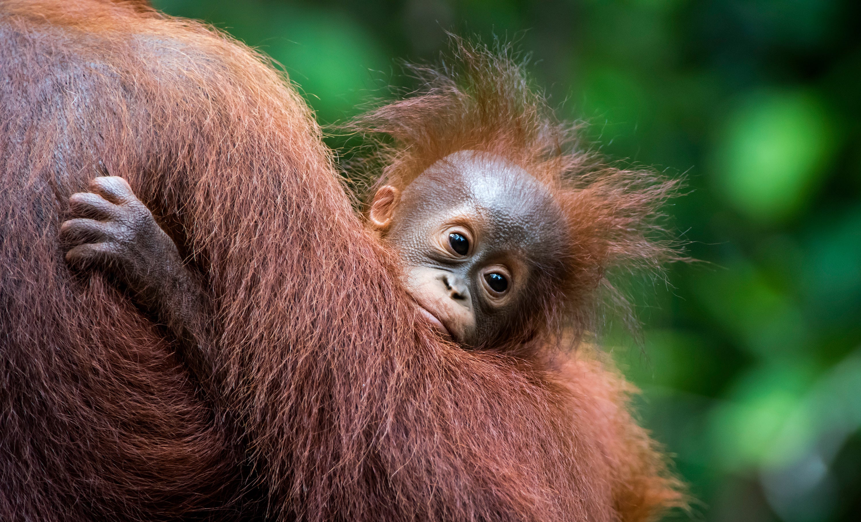 Rescuing our endangered orangutans: Orangutan Foundation International
