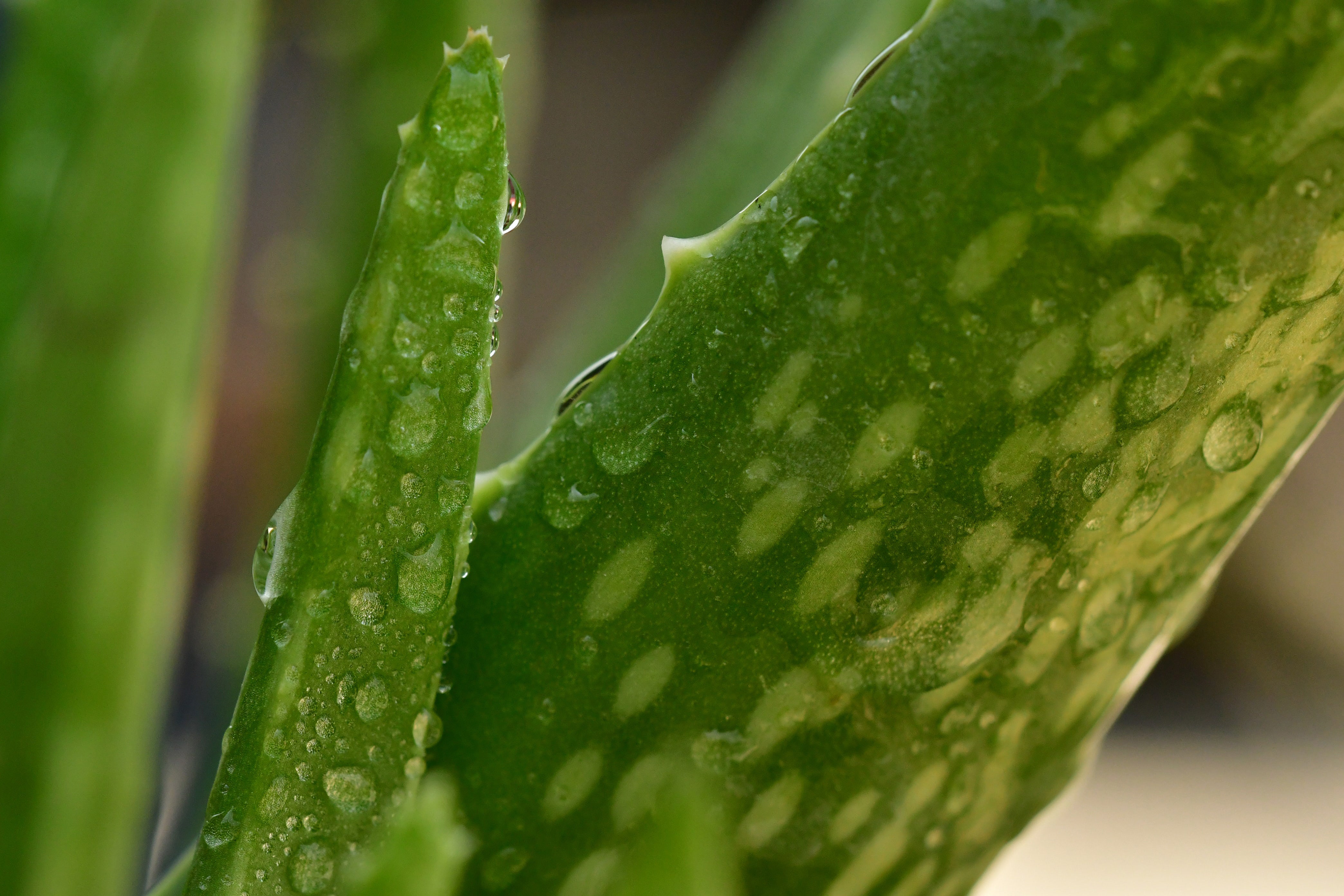 Aloe Vera: the skin soother & hydrator