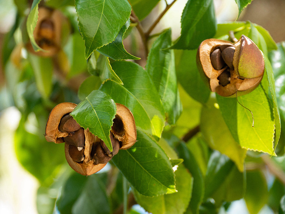 Camellia Oil: The Geisha Secret For Ultimate Beauty