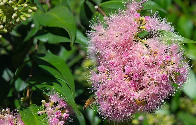 NATIVE WONDERFRUIT FOR GLOWING SKIN